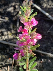 Indigofera rhodantha