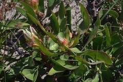 Protea foliosa