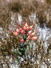 Erica junonia