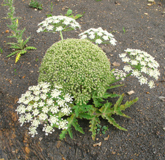 Heracleum grandiflorum