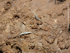 Plusiocampa hoffmanni