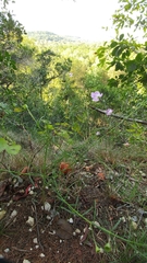 Agalinis edwardsiana