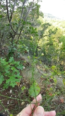 Agalinis edwardsiana