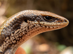 Black-Spotted Skink photo 2