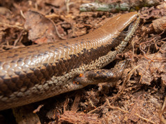 Black-Spotted Skink photo 3
