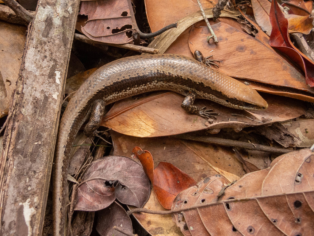 Black-Spotted Skink