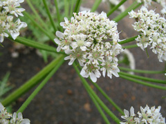 Heracleum grandiflorum