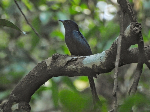 Fork-tailed Drongo-Cuckoo (Surniculus dicruroides), photo 8