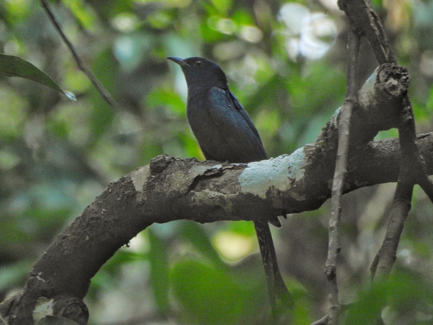 Square-tailed Drongo-Cuckoo