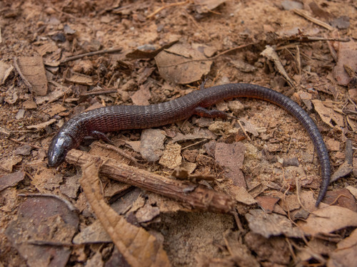 Dryadosaura nordestina