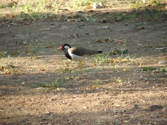 Vanellus indicus