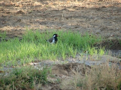 Vanellus indicus