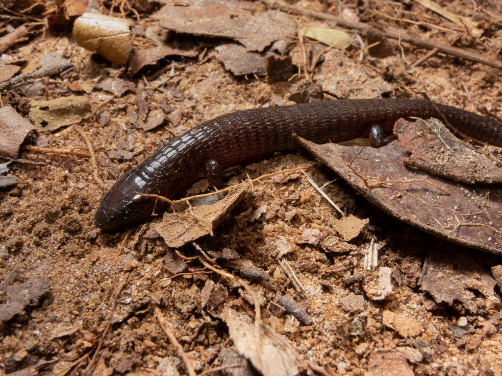 Dryadosaura nordestina