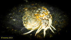 Calappa capellonis