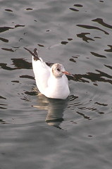 Chroicocephalus ridibundus