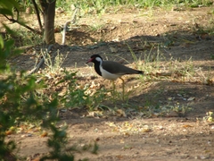 Vanellus indicus