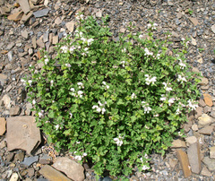 Lamium tomentosum