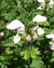 Lamium tomentosum