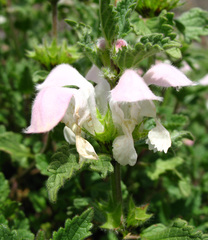 Lamium tomentosum