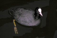 Fulica atra
