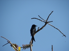 Dicrurus macrocercus