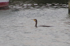 Phalacrocorax carbo