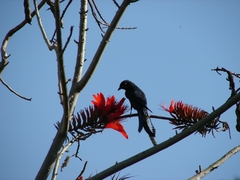 Dicrurus macrocercus