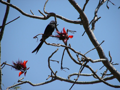 Dicrurus macrocercus