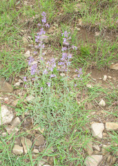 Nepeta cyanea
