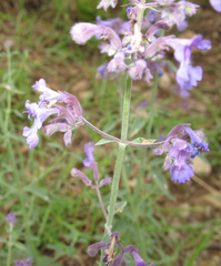 Nepeta cyanea