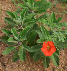 Pterodiscus cinnabarinus