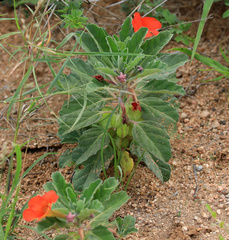 Pterodiscus cinnabarinus