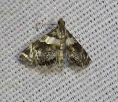 Neargyractis slossonalis