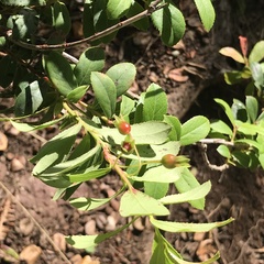Vaccinium dentatum