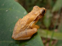 Dendropsophus branneri