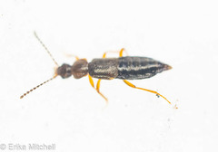 Carcinocephalus flavidus