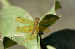 Perithemis icteroptera