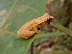Dendropsophus branneri