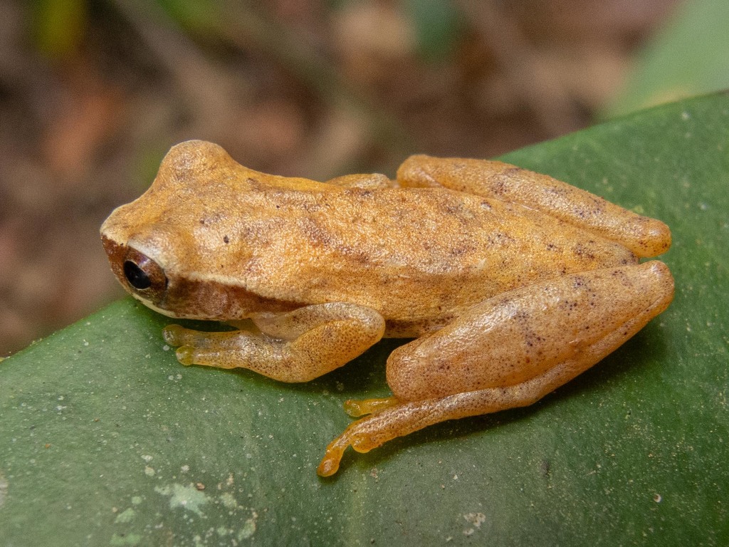 Bonito Tree Frog
