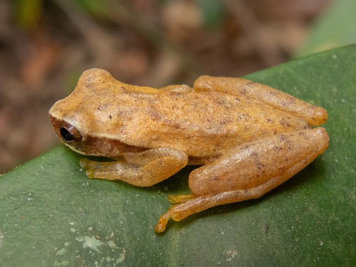 Bonito Tree Frog