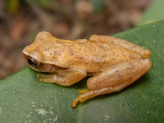 Dendropsophus branneri