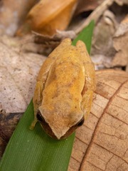 Dendropsophus branneri