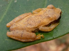 Dendropsophus branneri