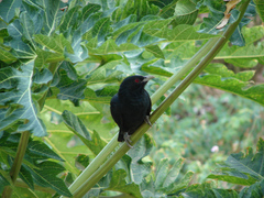 Eudynamys scolopaceus