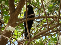 Eudynamys scolopaceus