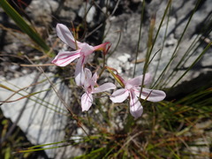 Disa gladioliflora gladioliflora