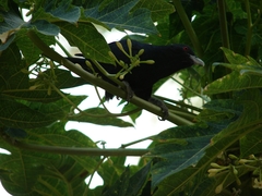 Eudynamys scolopaceus