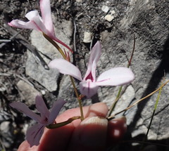 Disa gladioliflora gladioliflora