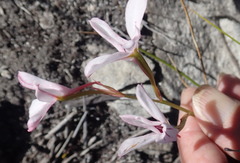 Disa gladioliflora gladioliflora