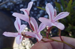 Disa gladioliflora gladioliflora